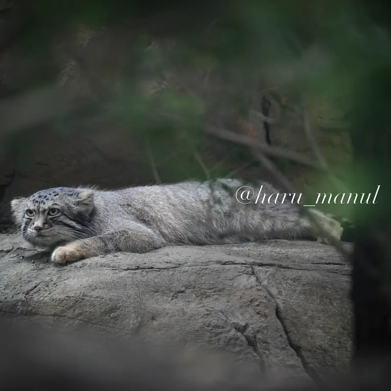 A photograph of Nagomu in Nasu Animal Kingdom