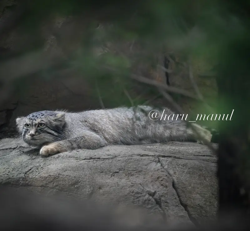 A photograph of Nagomu in Nasu Animal Kingdom