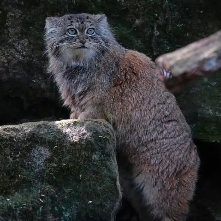 A photograph of Poes in Rotterdam Zoo