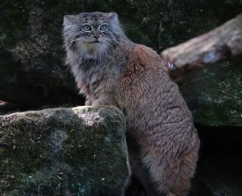 A photograph of Poes in Rotterdam Zoo