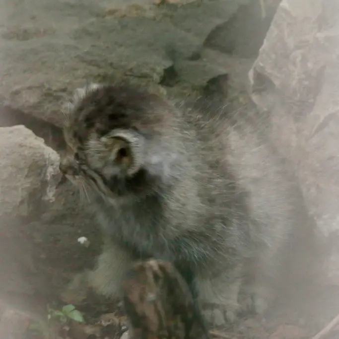A photograph of Kitten of Lucy b. 2026 Ⅰ in Budapest Zoo & Botanical Garden