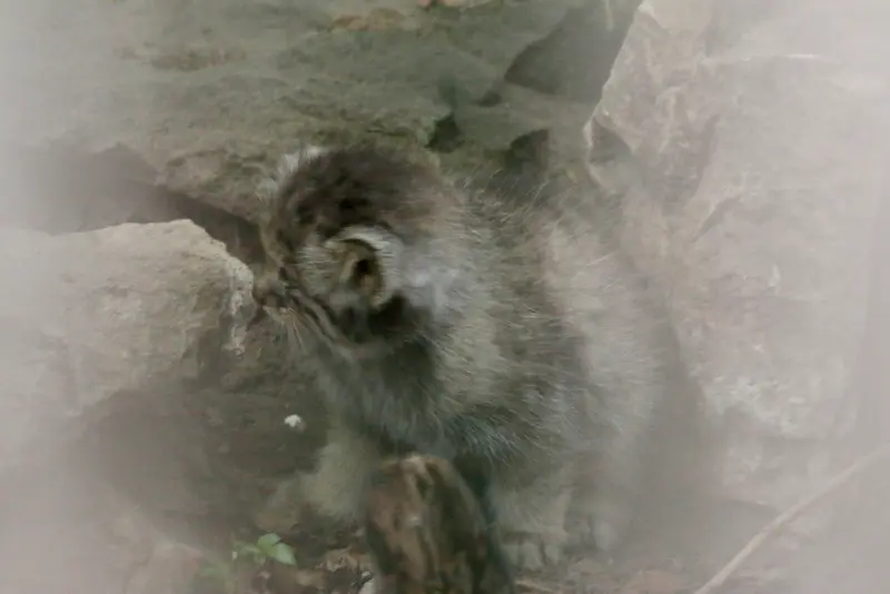 A photograph of Kitten of Lucy b. 2026 Ⅰ in Budapest Zoo & Botanical Garden