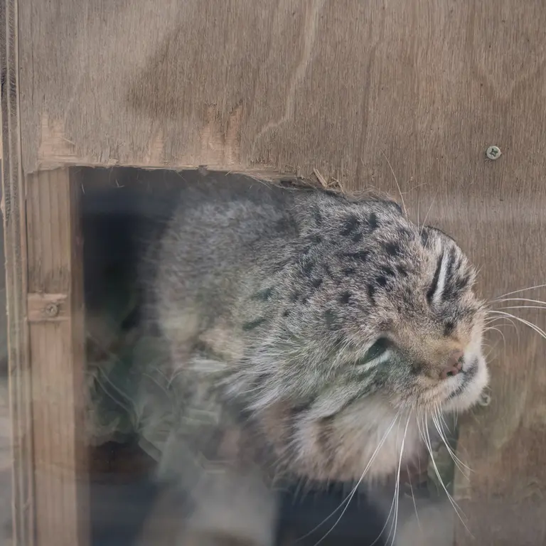 A photograph of Lotos in Saitama Children's Zoo