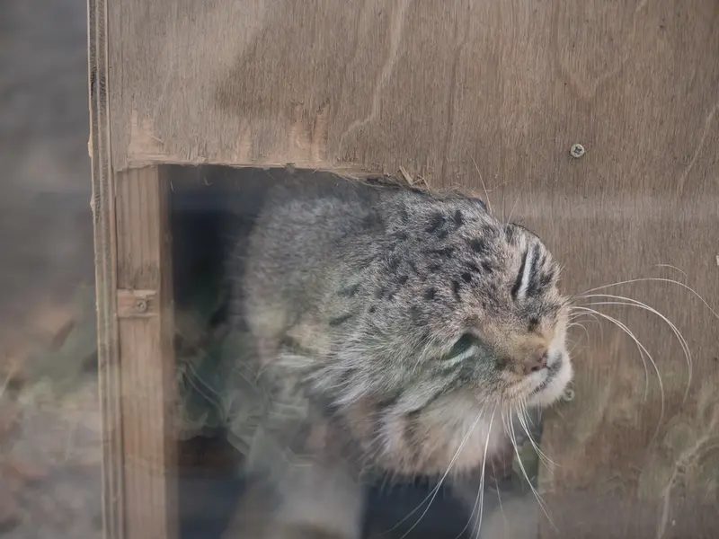 A photograph of Lotos in Saitama Children's Zoo