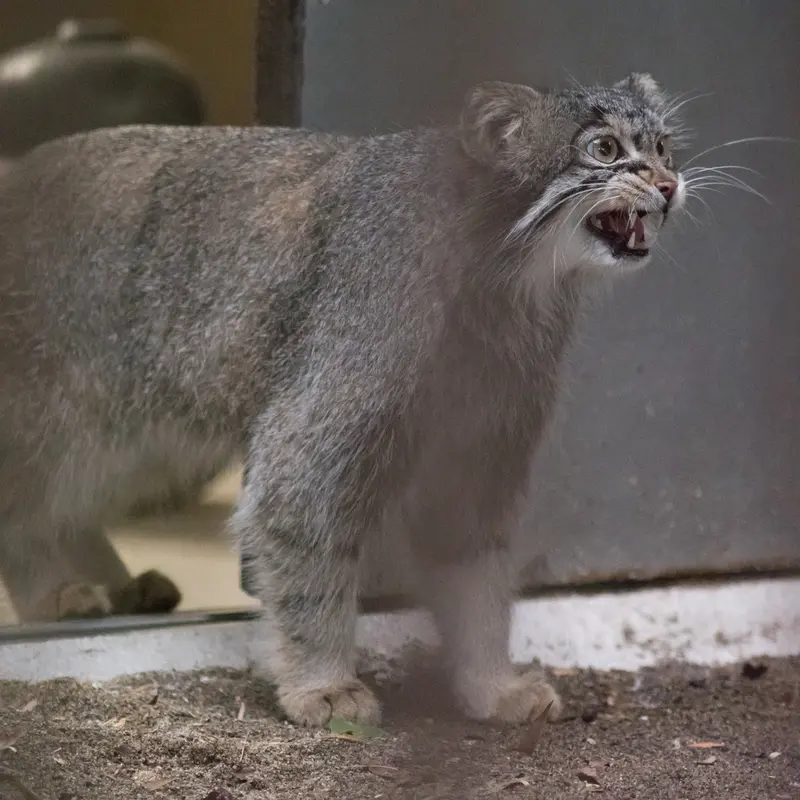 A photograph of Figa in Nogeyama Zoo