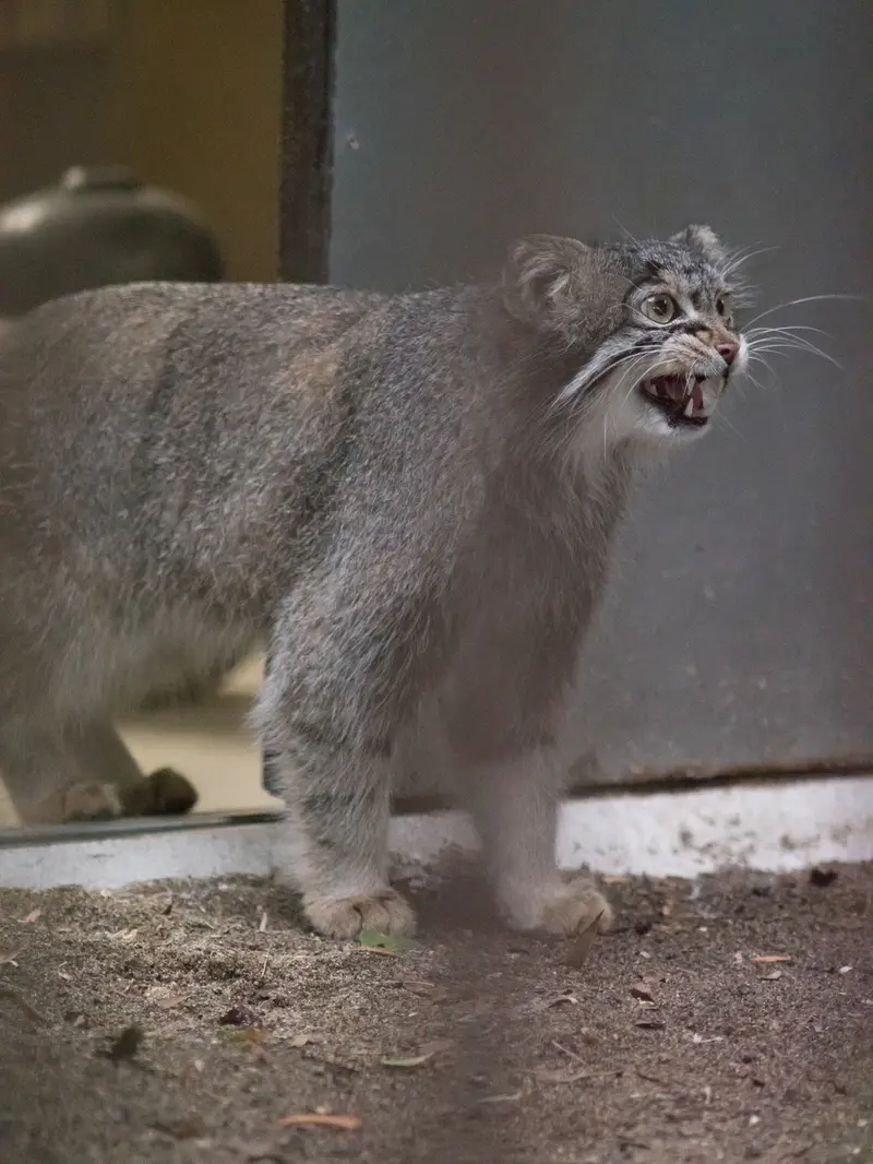 A photograph of Figa in Nogeyama Zoo