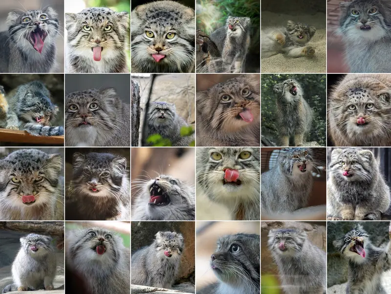 A photograph of a Pallas's cat