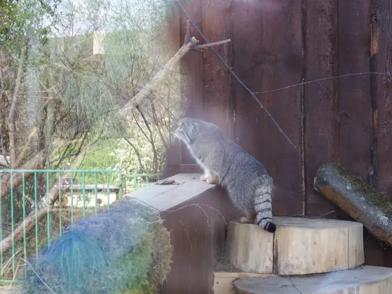 A photograph of Boris in Royev Ruchey