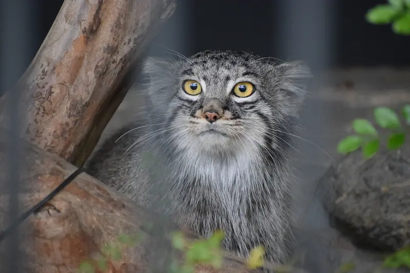 A photograph of Mei in Gokatsuraike Animal Park