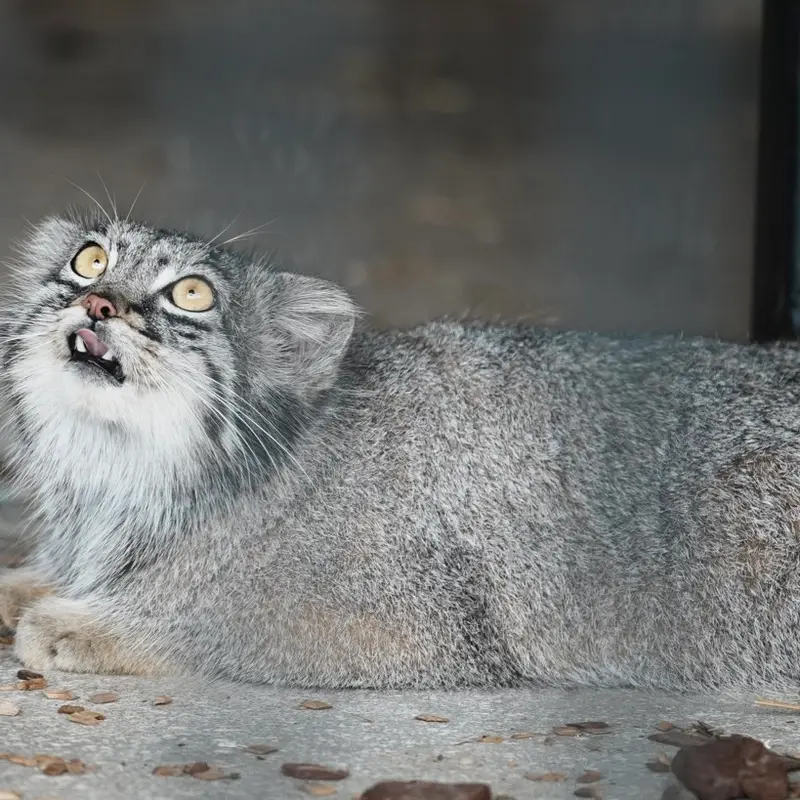 A photograph of Mei in Gokatsuraike Animal Park