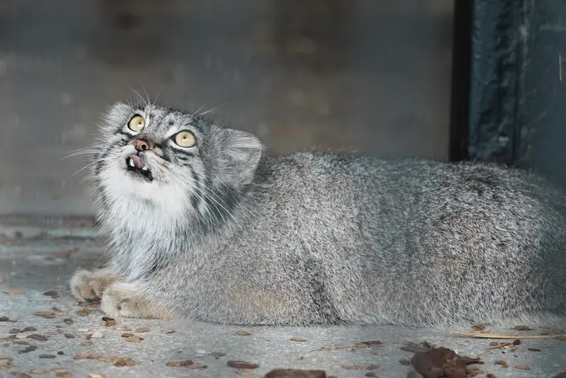 A photograph of Mei in Gokatsuraike Animal Park