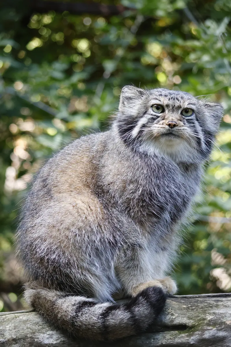 A photograph of Eve in Novosibirsk Zoo