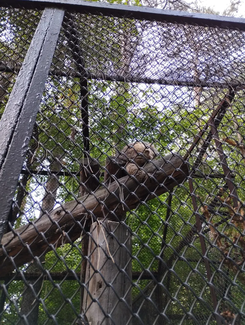 A photograph of a Pallas's cat in Novosibirsk Zoo