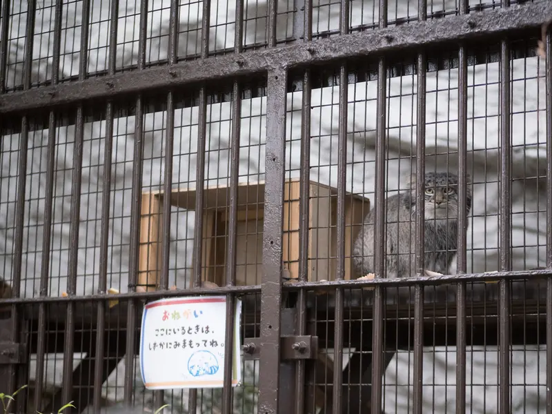 A photograph of Figa in Nogeyama Zoo