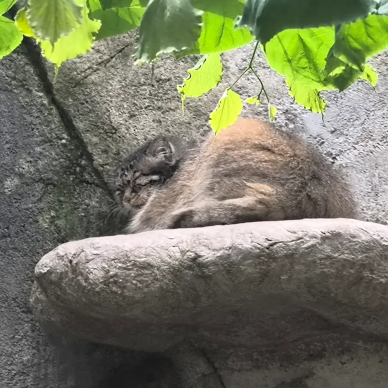 A photograph of a Pallas's cat in Columbus Zoo and Aquarium