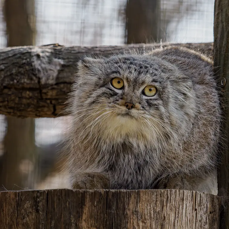 A photograph of Ariunaa in Brno Zoo