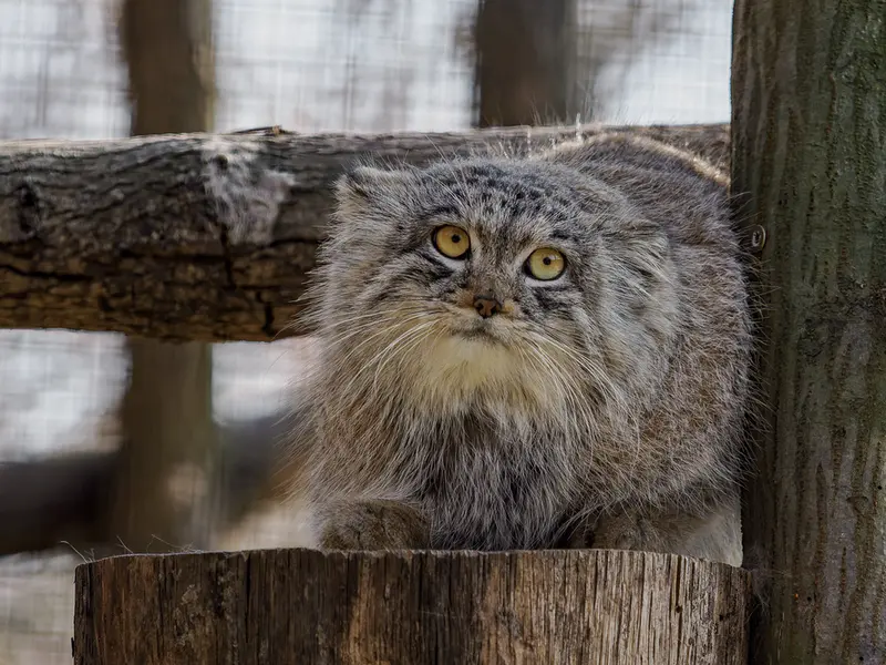 Enjoy the photos of Brno Zoo’s new resident — Ariunaa!