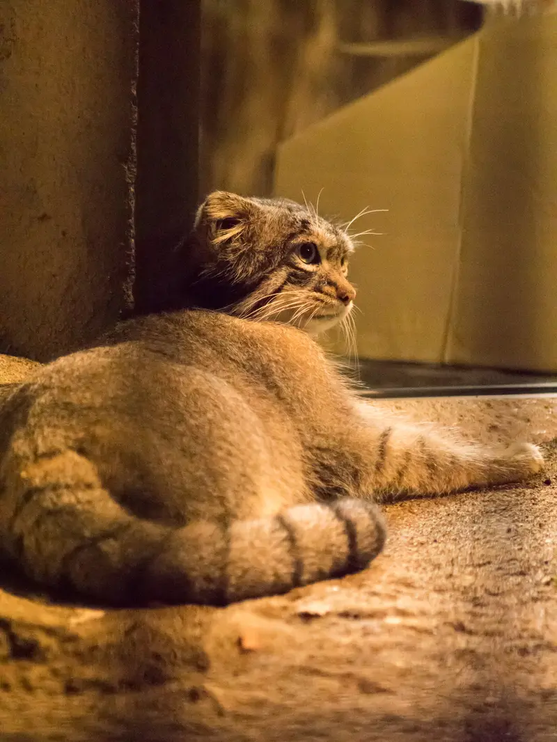 A photograph of Figa in Nogeyama Zoo