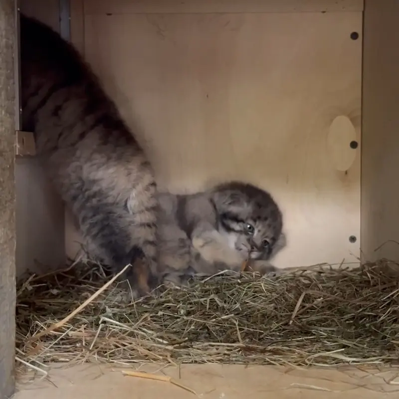 A photograph of a Pallas's cat in Leningrad zoo