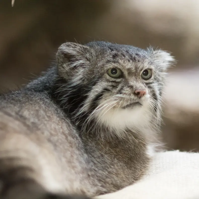 A photograph of Klyon in Ueno Zoological Gardens