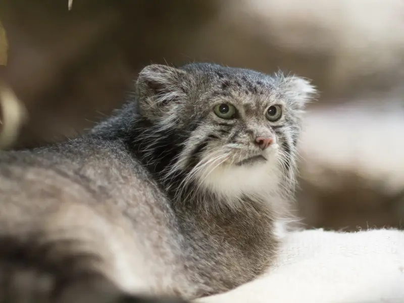 A photograph of Klyon in Ueno Zoological Gardens