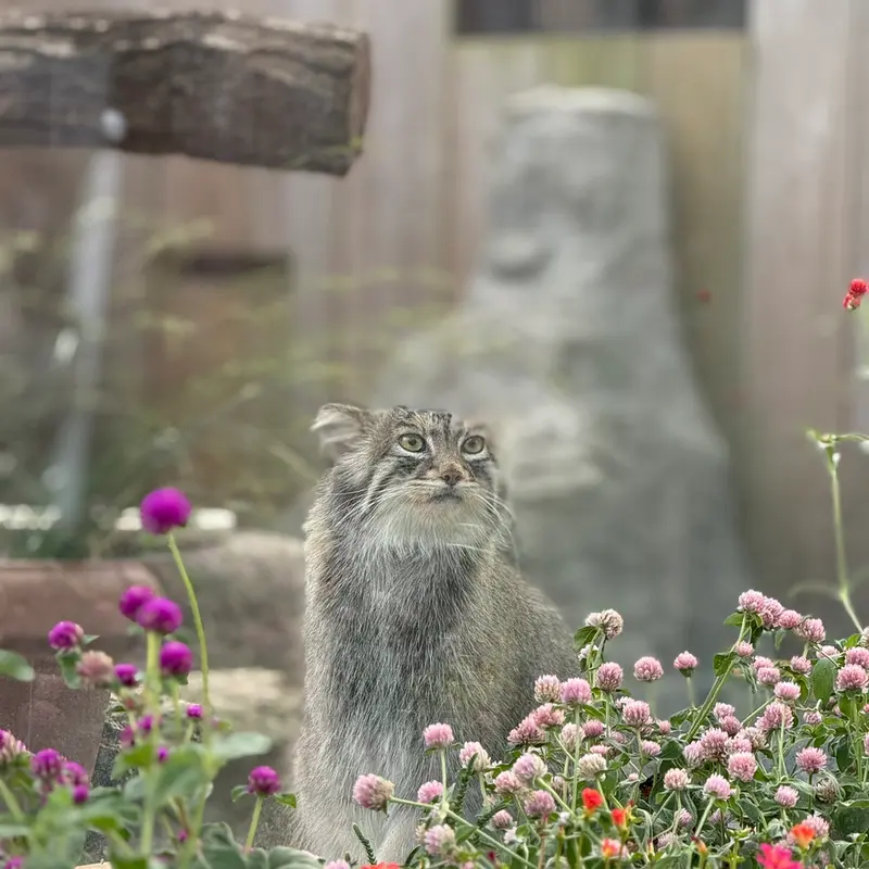 A photograph of Oliva in Saitama Children's Zoo