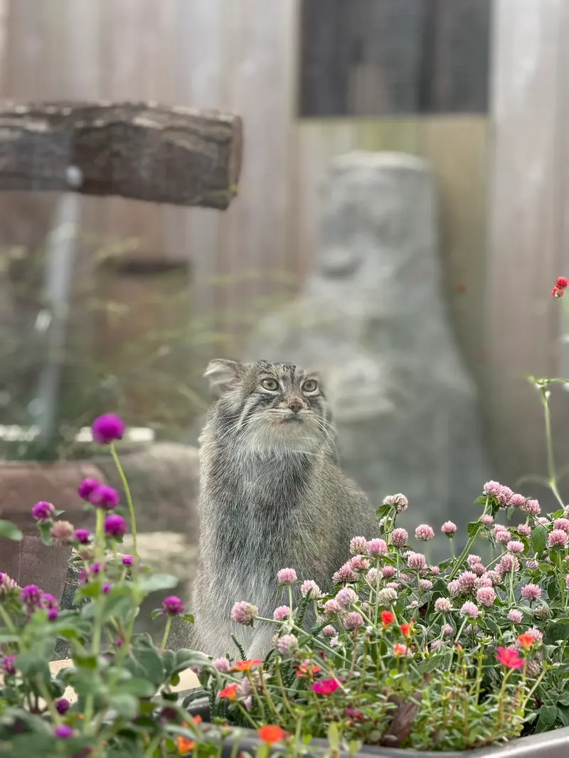 A photograph of Oliva in Saitama Children's Zoo