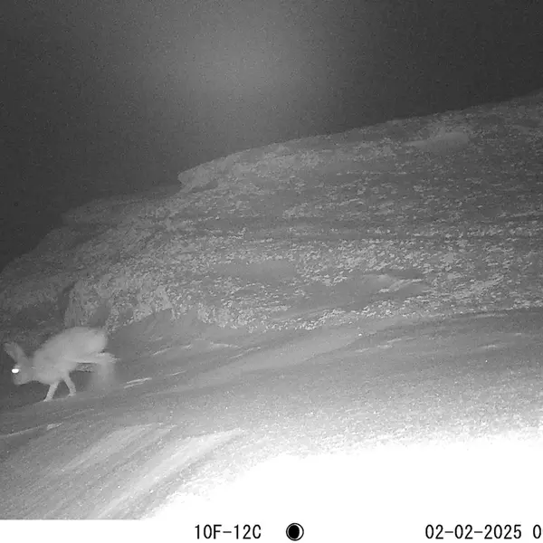 A photograph of Hare from Bektauata 1 camera trap
