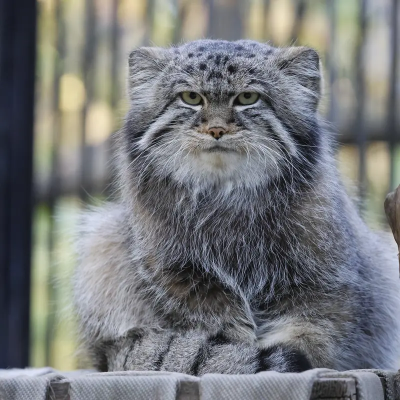 A photograph of Sylvester in Novosibirsk Zoo