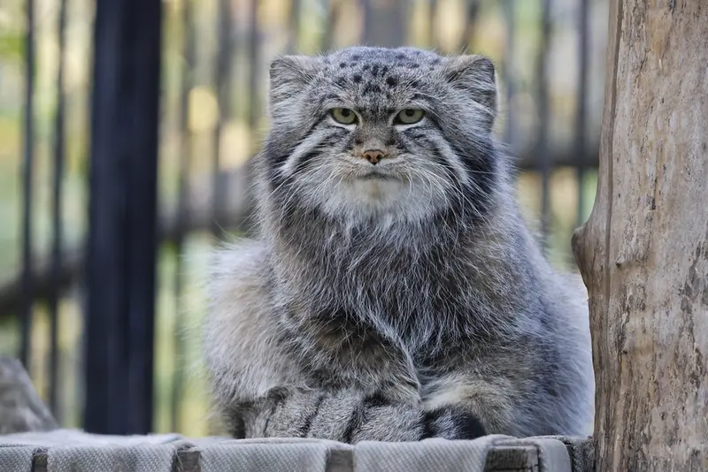 A photograph of Sylvester in Novosibirsk Zoo