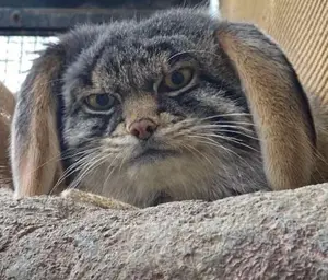 A photograph of Grusha