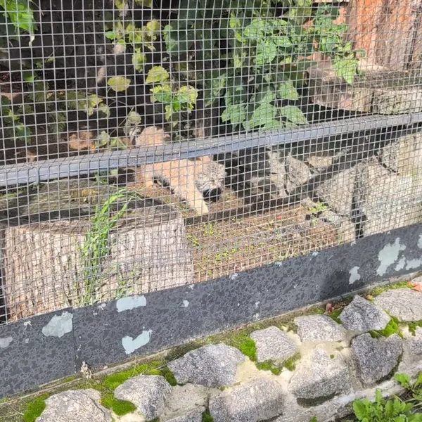 A photograph of a Pallas's cat in Leningrad zoo