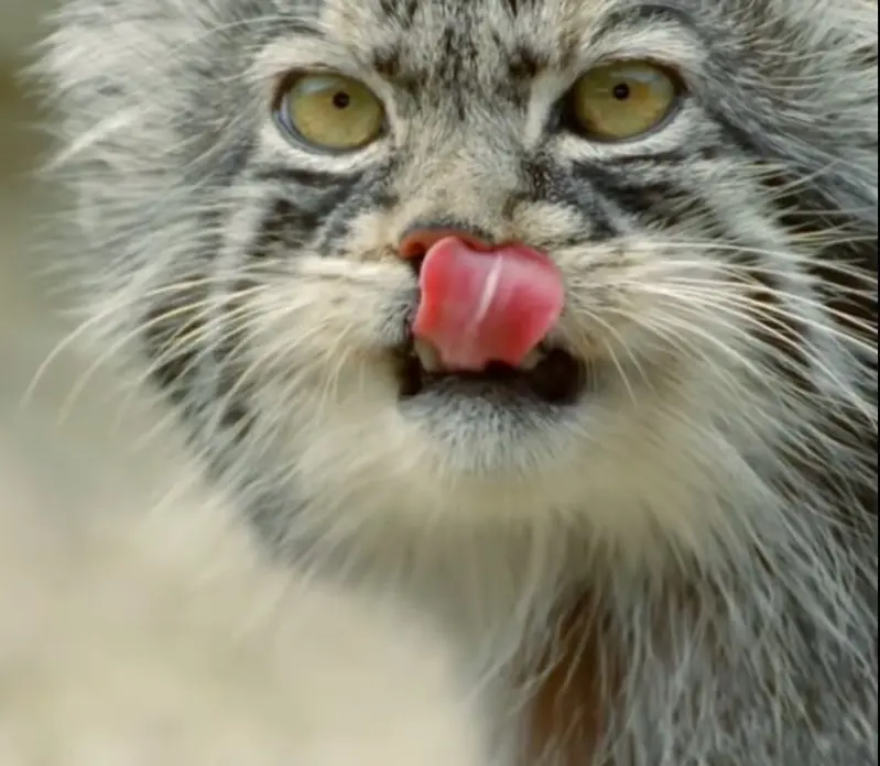 A photograph of a Pallas's cat