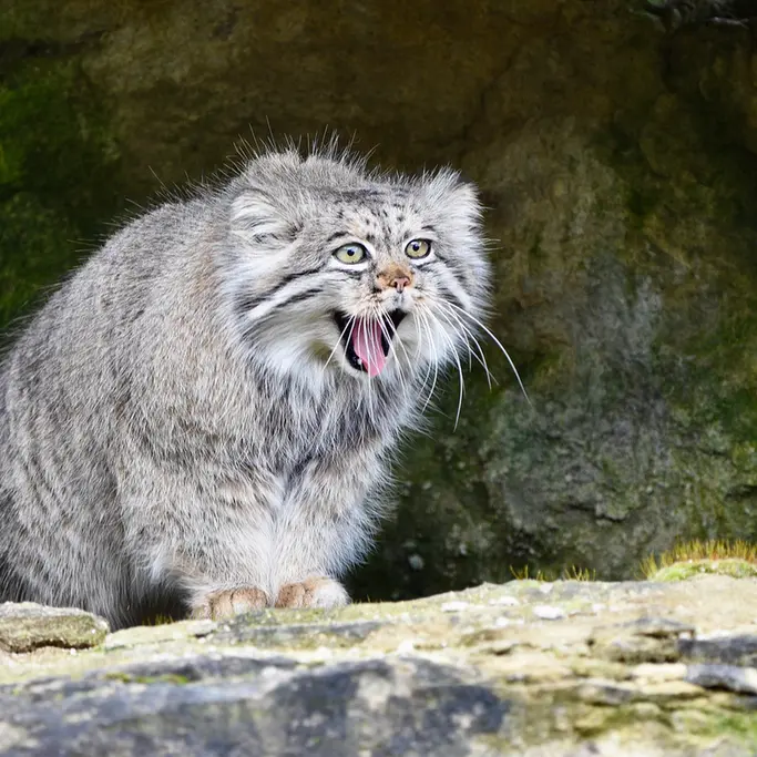 A photograph of Atlan in Port Lympne Wild Animal Park