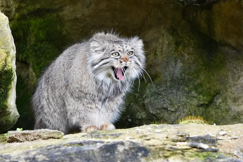 A photograph of Atlan in Port Lympne Wild Animal Park
