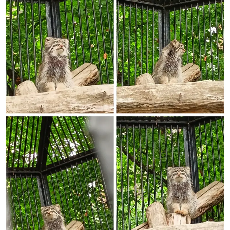 A photograph of Gabi in Novosibirsk Zoo