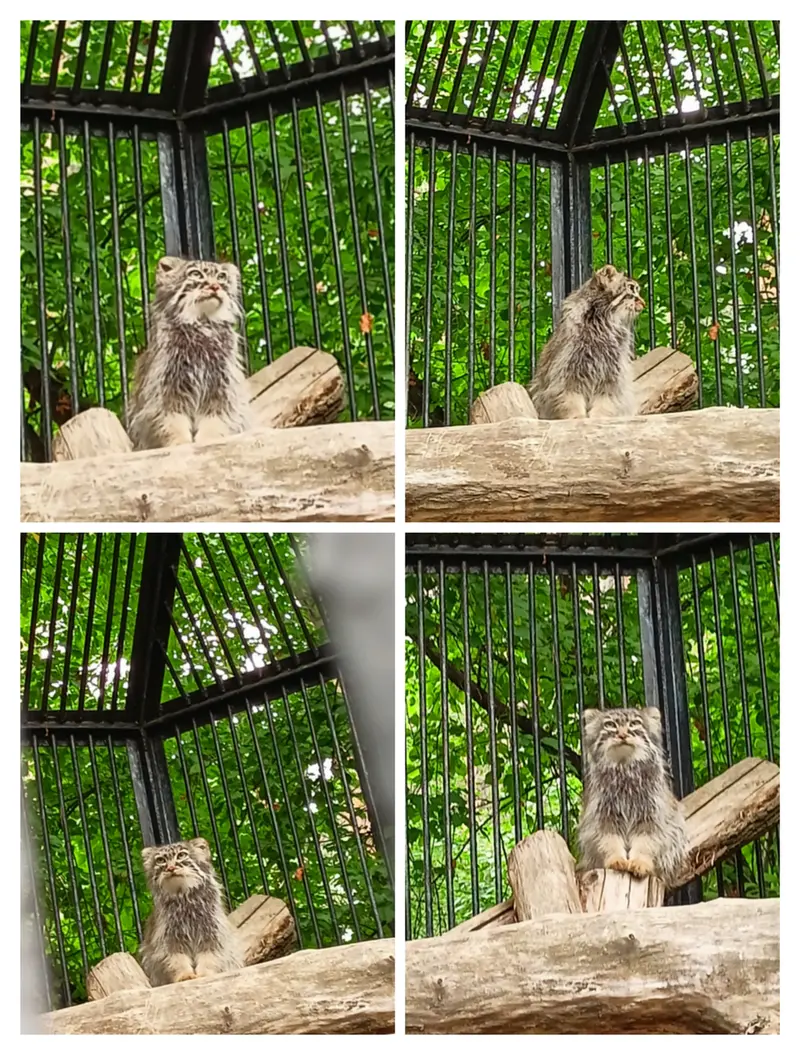 A photograph of Gabi in Novosibirsk Zoo