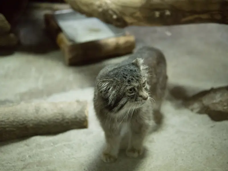 A photograph of Klyon in Ueno Zoological Gardens