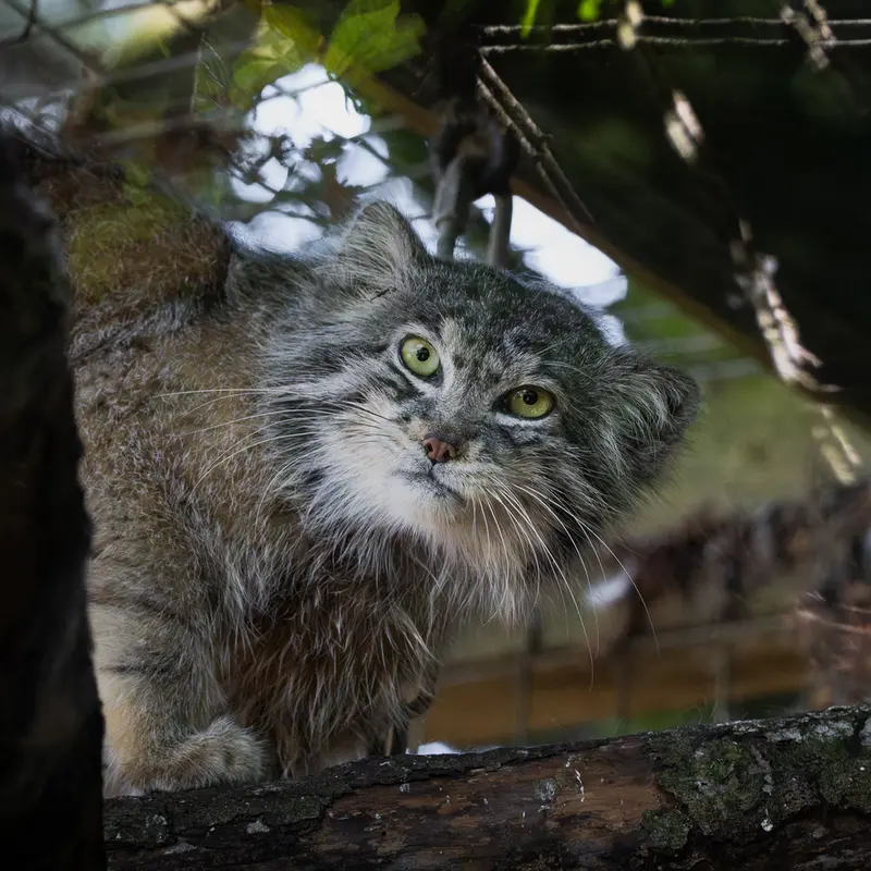Kulki the Pallas's cat from Banham Zoo