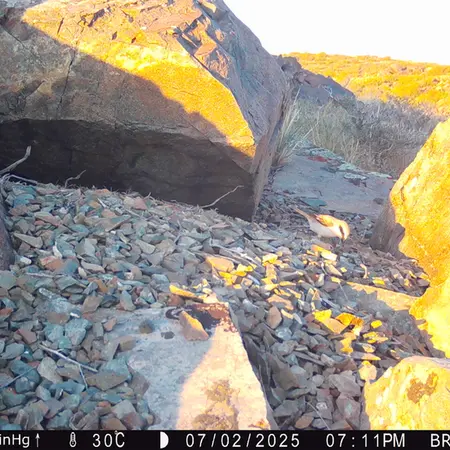 A photograph of a Pallas's cat from Kiikbai camera trap