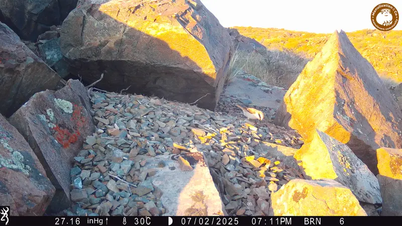 A photograph of a Pallas's cat from Kiikbai camera trap