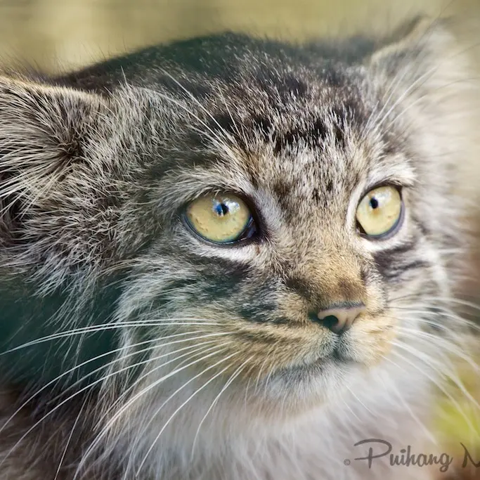 A photograph of Pamir in The Big Cat Sanctuary