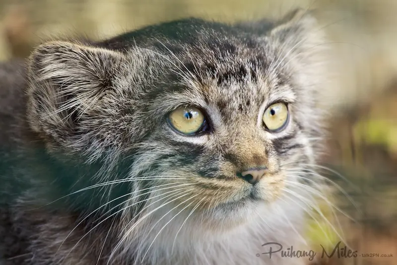A photograph of Pamir in The Big Cat Sanctuary