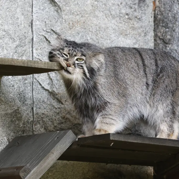 A photograph of a Pallas's cat