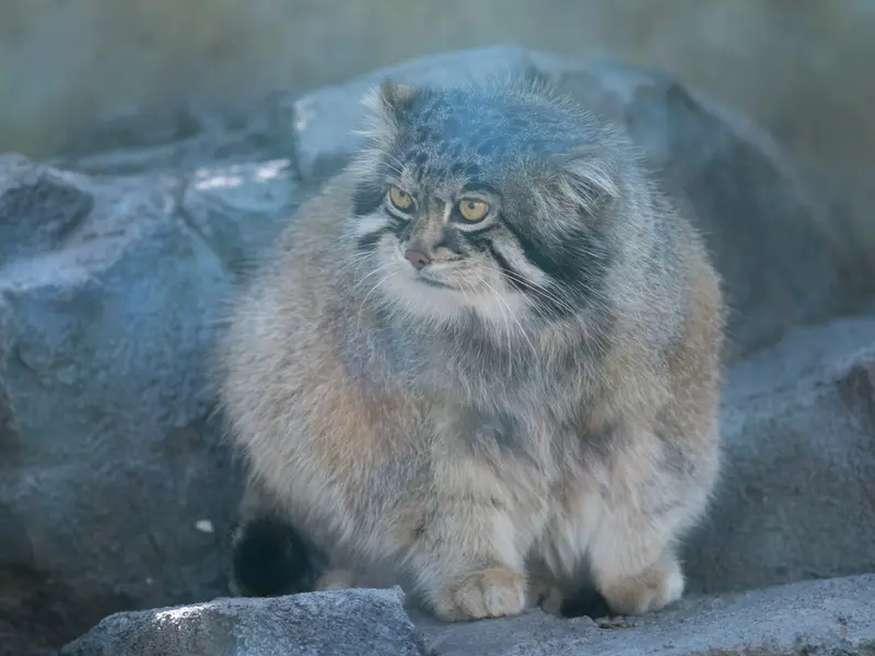 A photograph of Grusha in Asahiyama Zoo