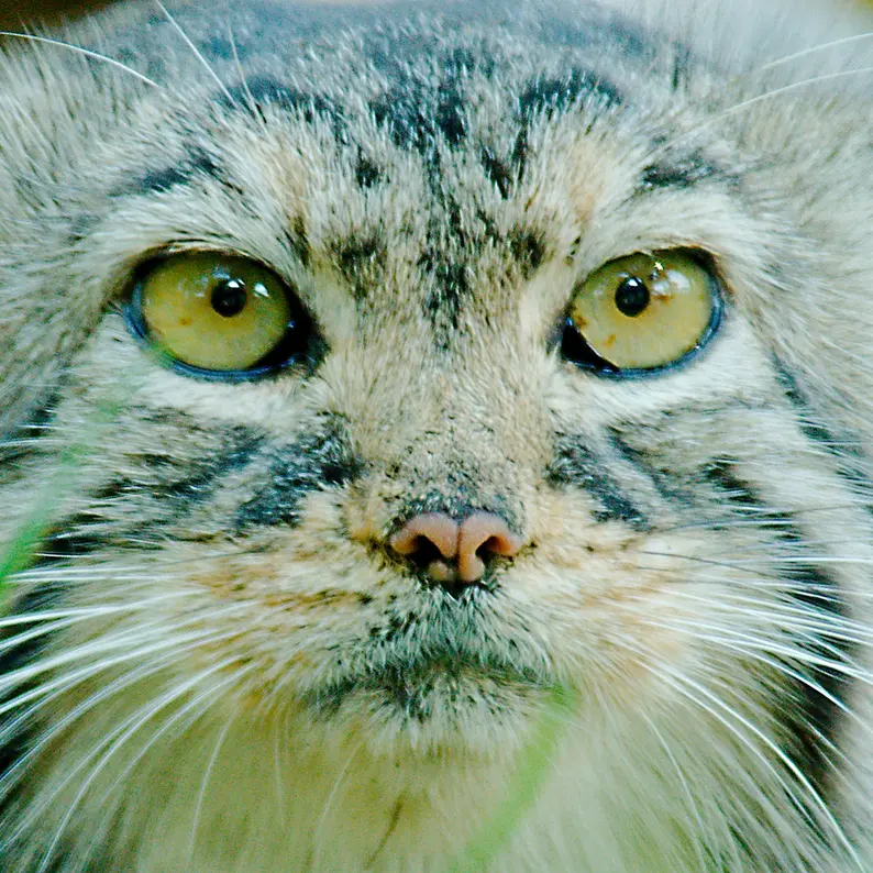 A photograph of Elvira in Red River Zoo