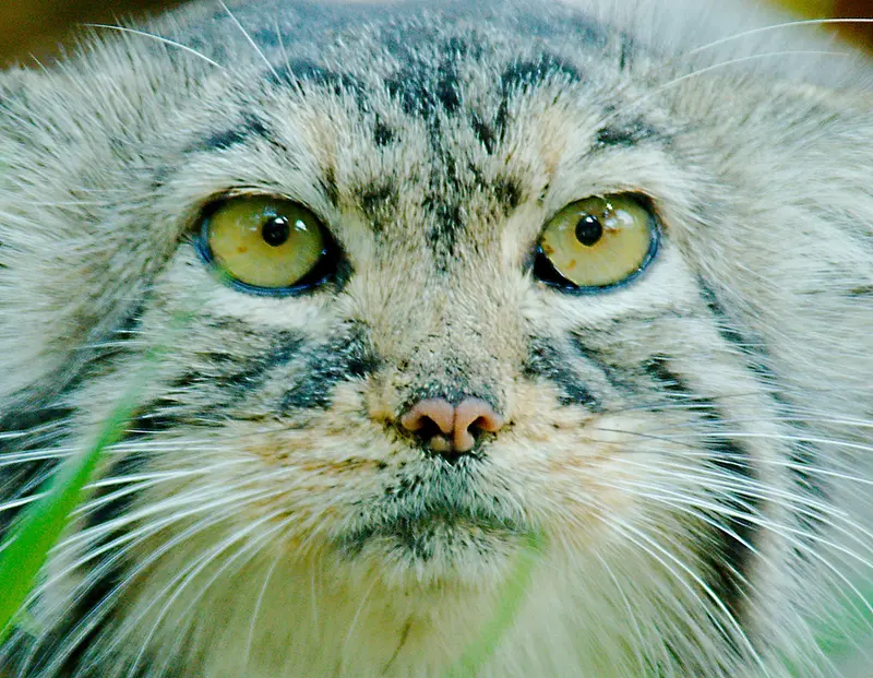 A photograph of Elvira in Red River Zoo