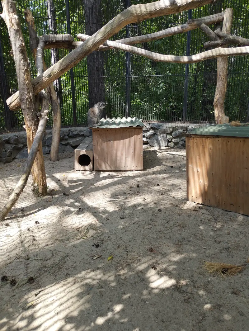A photograph of a Pallas's cat in Novosibirsk Zoo