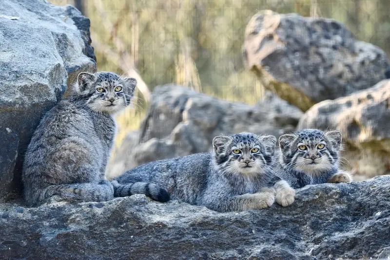 A photograph of a Pallas's cat