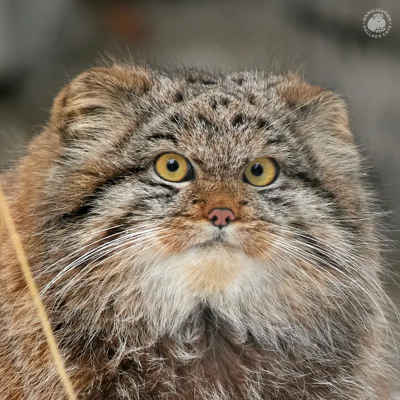 Manul of the day